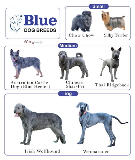 dog blue sex|Same.